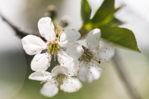 Sour cherry blossoms on a sunny spring day, Prunus cerasus, sour cherry Sour cherry blossoms on a sunny spring day, Prunus cerasus, sour cherry
